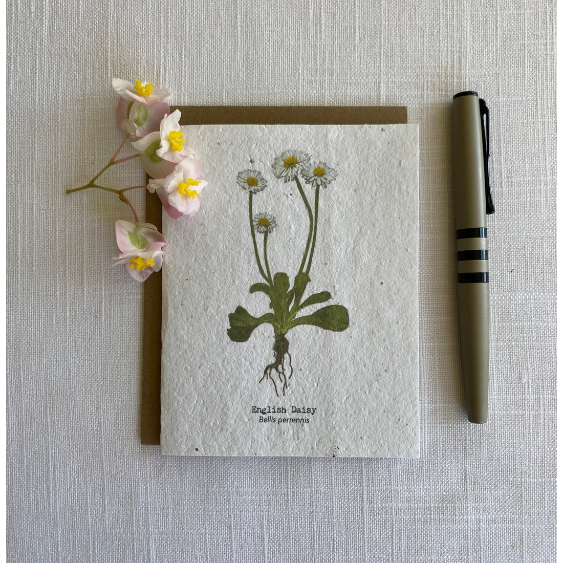 Plantable Wildflower Seed Card - Painted English Daisy