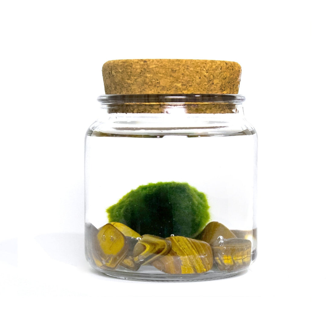 Tiger Eye Moss Amigo